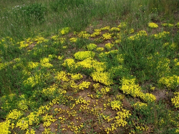 Изображение особи Sedum acre.