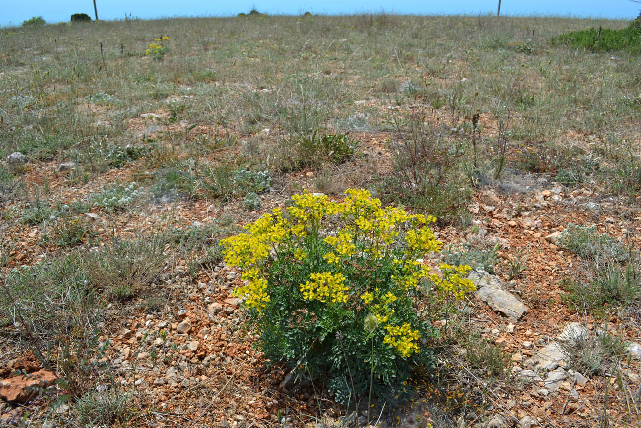 Image of Ruta divaricata specimen.