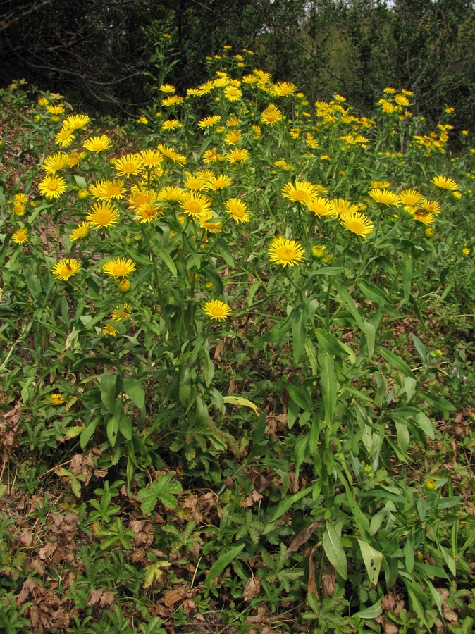 Image of Inula britannica specimen.