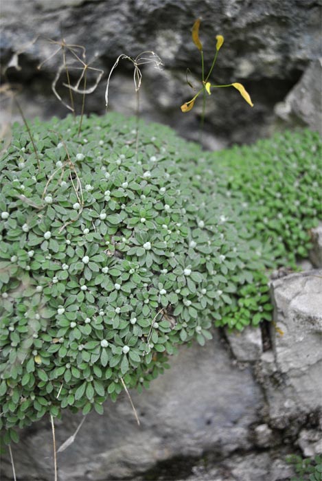 Image of Draba longisiliqua specimen.