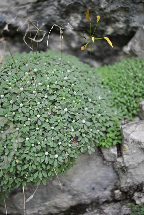 Изображение особи Draba longisiliqua.