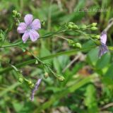 Linum stelleroides. Верхушка цветущего растения. Приморский край, Уссурийский гор. округ, окр. с. Монакино, поляна в широколиственном лесу. 10.08.2012.