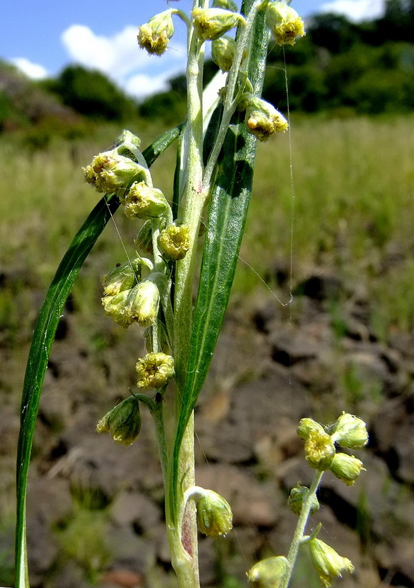 Image of Artemisia selengensis specimen.