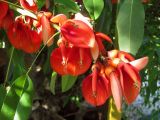 Erythrina crista-galli. Соцветие. Турция, пров. Анталья, пос. Текирова, Экопарк, в культуре. 29.05.2012.