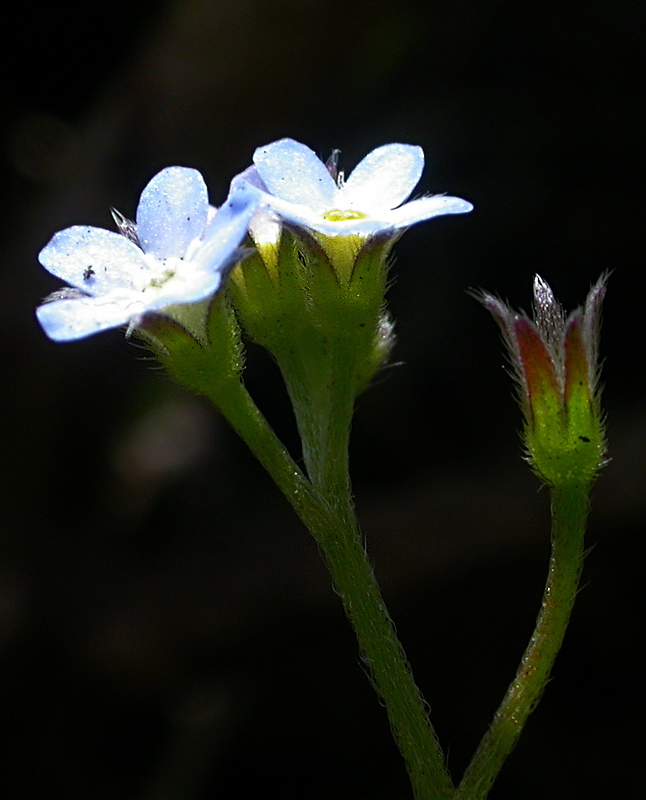 Image of Myosotis sparsiflora specimen.