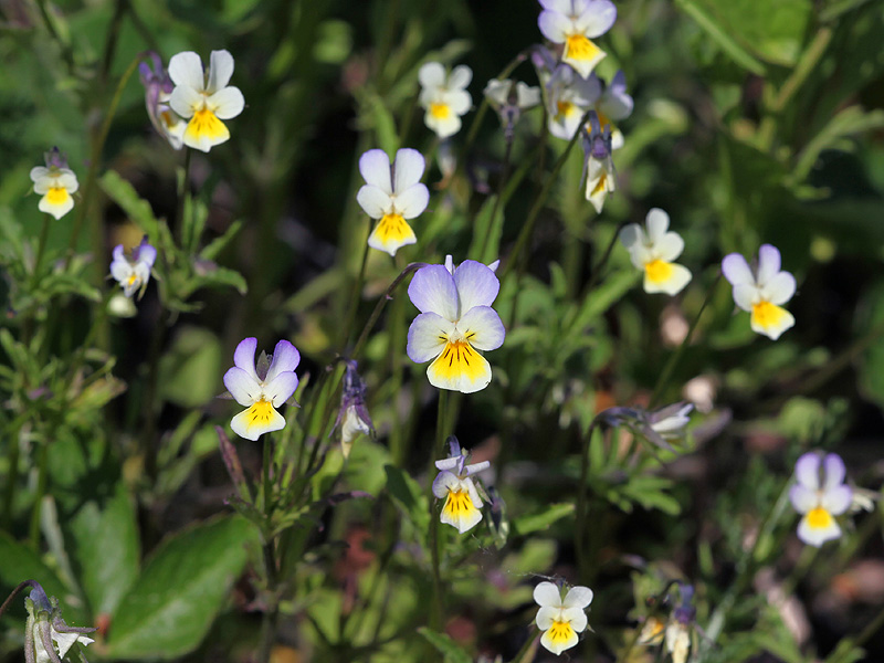 Image of Viola tricolor specimen.