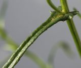 Senecio inaequidens