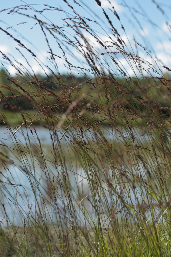 Image of Molinia caerulea specimen.