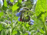 Symphytum caucasicum. Часть побега с распускающимся соцветием. Московская обл., Одинцовский р-н, г. Кубинка, заросшая дворовая территория. 21.05.2012.