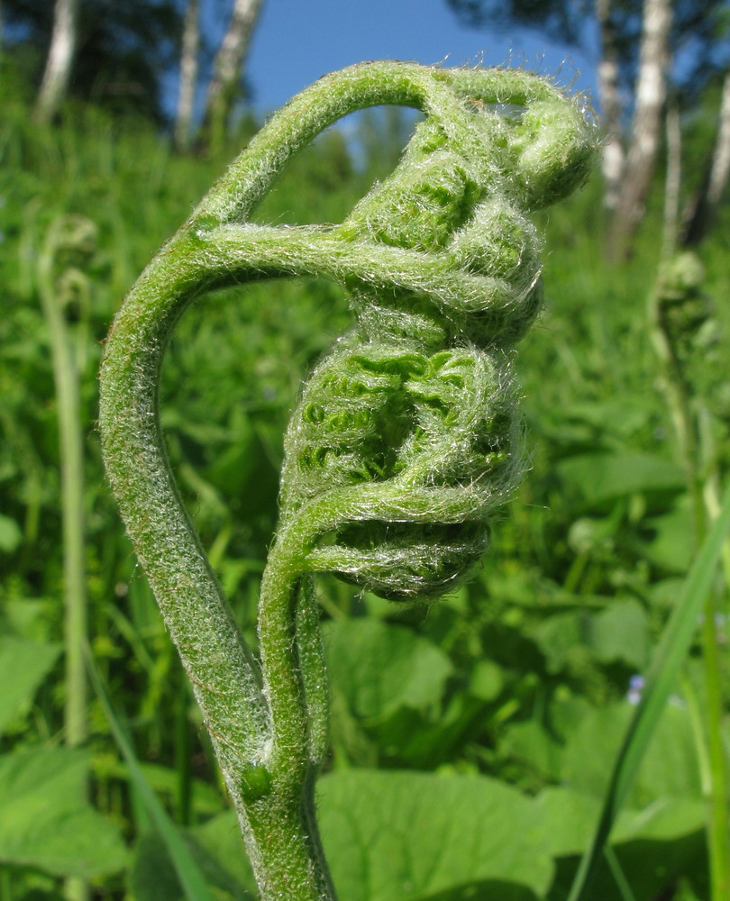 Изображение особи Pteridium pinetorum ssp. sajanense.