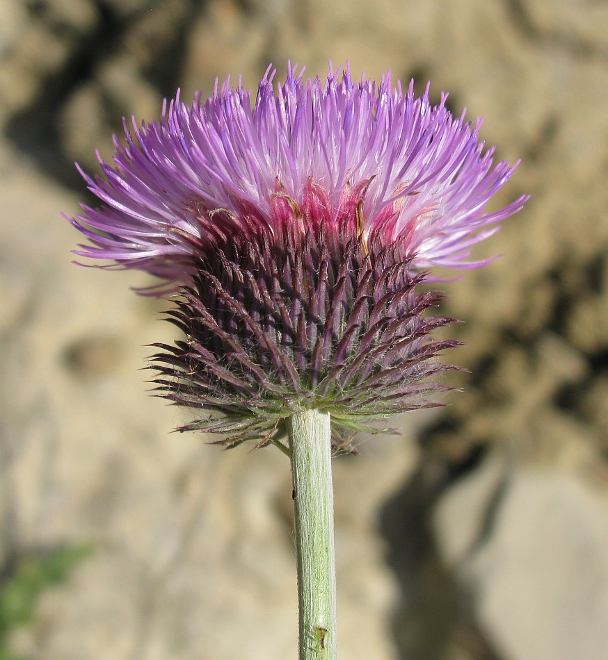 Image of Carduus hamulosus specimen.