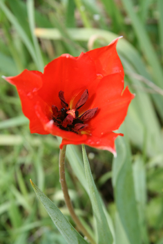 Изображение особи Tulipa carinata.