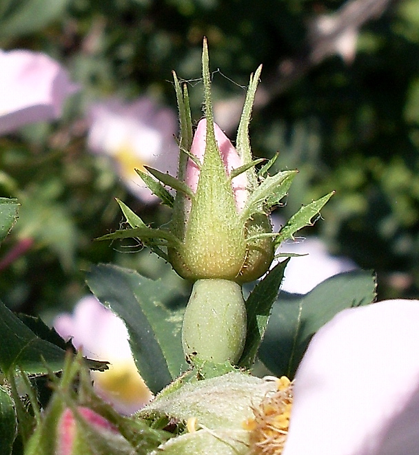 Image of Rosa balsamica specimen.