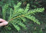 Taxus cuspidata. Ветвь (вид с нижней стороны). Хабаровский край, Амурские столбы, смешанный лес. 22.07.2012.