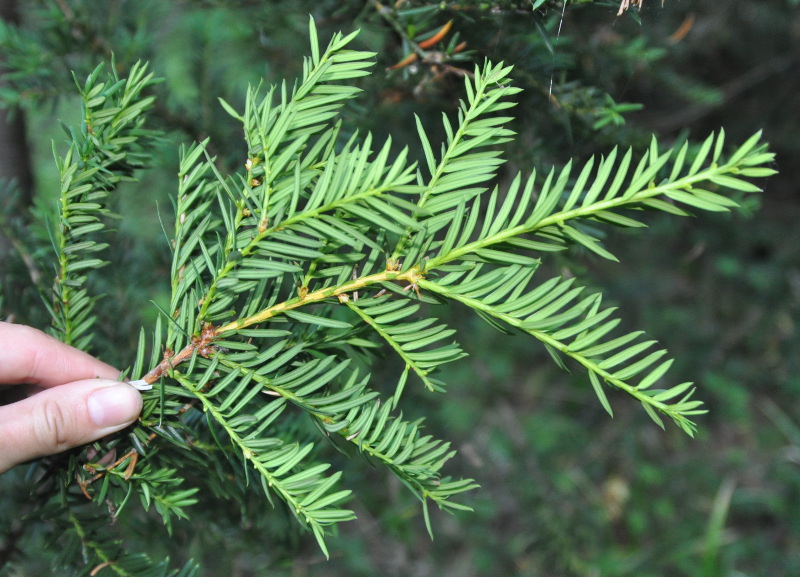Image of Taxus cuspidata specimen.