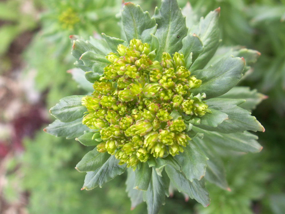 Image of Rhodiola litwinowii specimen.