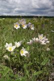 Pulsatilla multifida. Цветущие растения в степи. Иркутская область, Усть-Ордынский Бурятский округ, окр. с. Баяндай, Иркутско-Балаганская лесостепь. 12.06.2012.