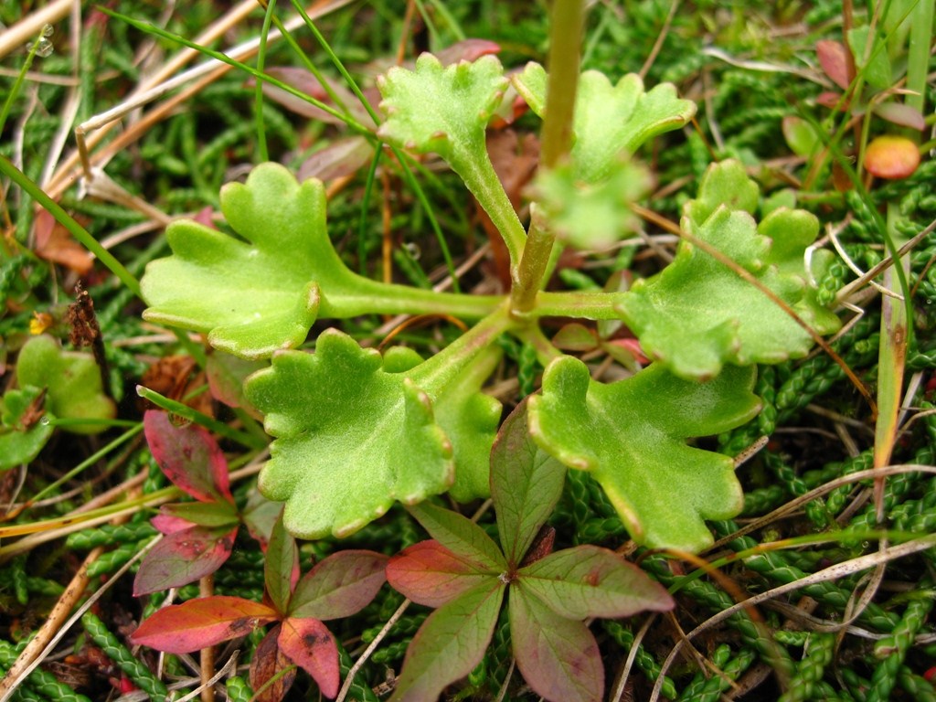 Image of Arctanthemum arcticum specimen.