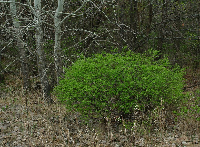 Image of Euonymus verrucosus specimen.