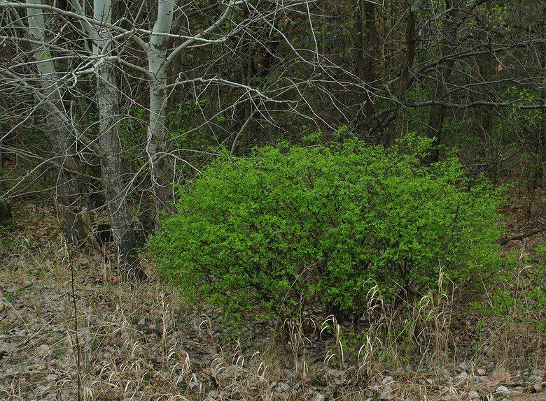 Image of Euonymus verrucosus specimen.