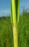 Scirpus sylvaticus. Часть побега. Архангельская обл., Вельский р-н, окр. пос. Усть-Шоноша, берег р. Вель. 23.07.2011.