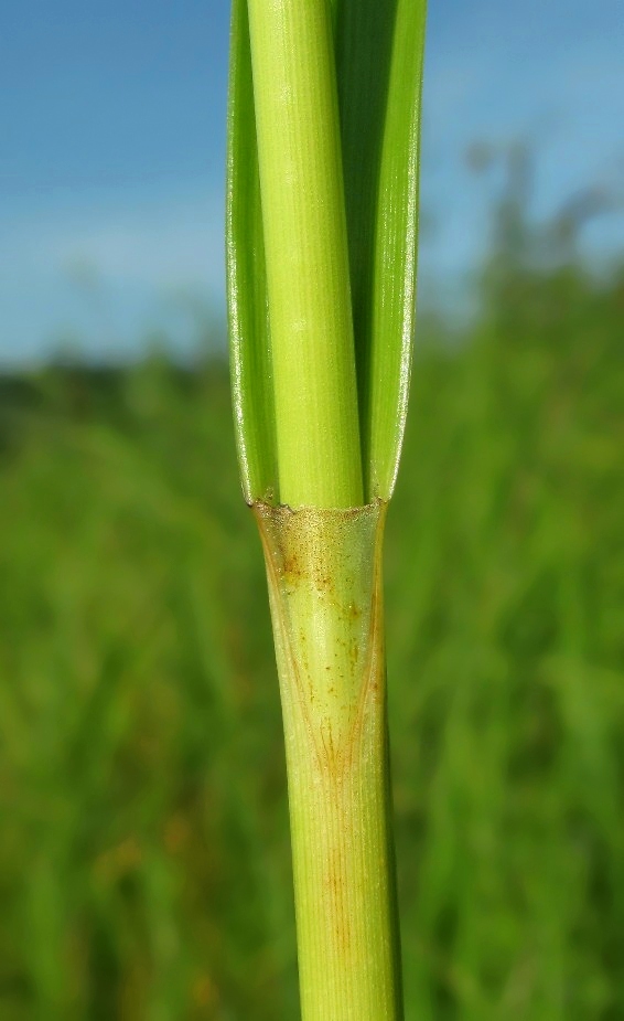 Изображение особи Scirpus sylvaticus.