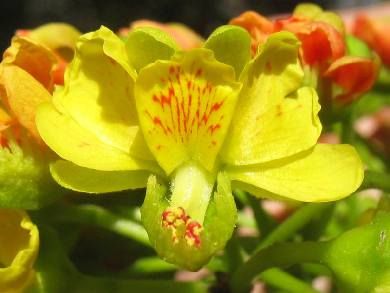 Изображение особи Caesalpinia spinosa.