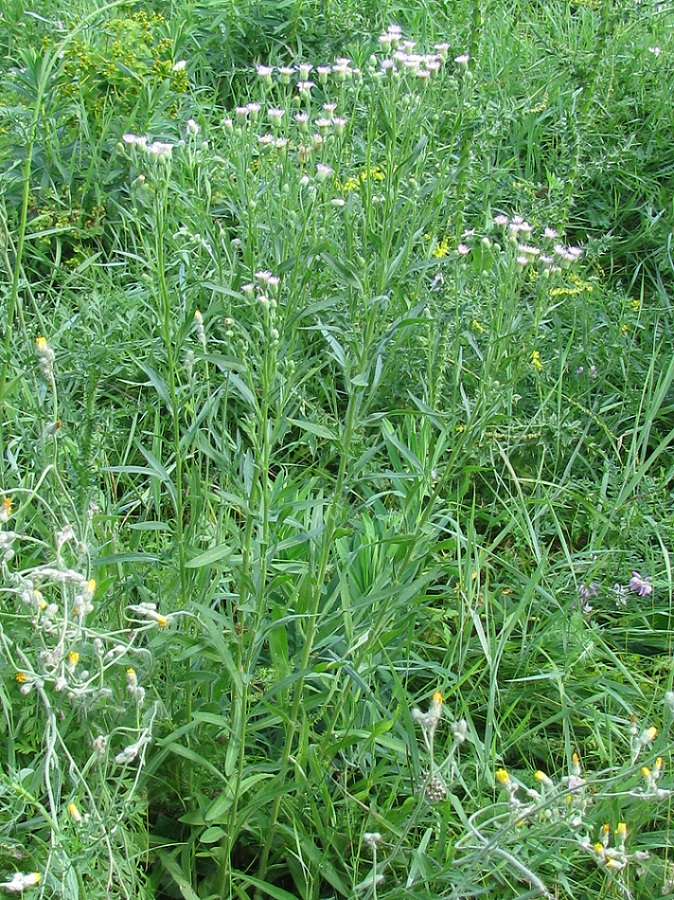 Image of Erigeron podolicus specimen.