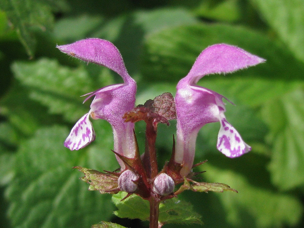Image of Lamium maculatum specimen.