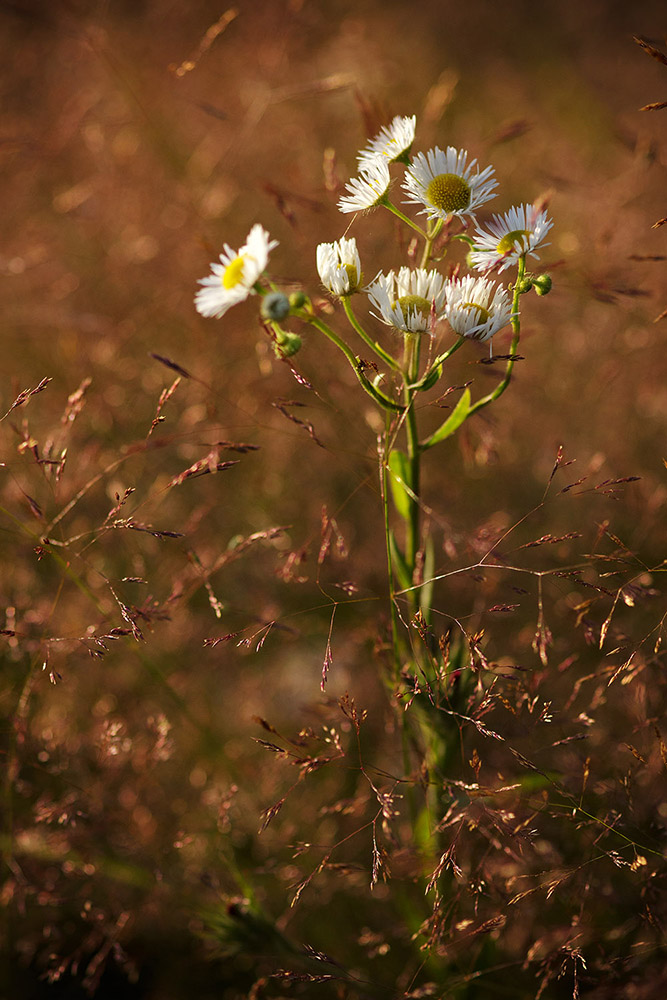 Изображение особи Erigeron annuus.