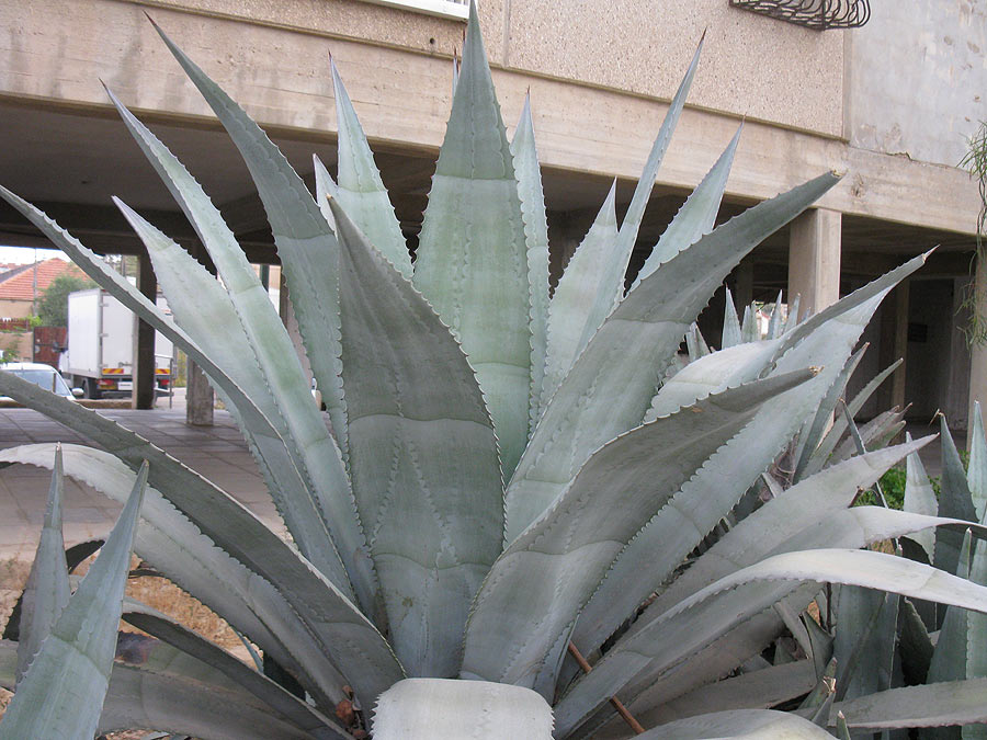 Изображение особи род Agave.