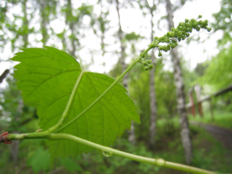 Изображение особи Acer spicatum.