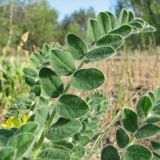 Astragalus tanaiticus