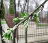 Laburnum anagyroides. Верхушка ветки с распускающимися листьями. Ставропольский край, г. Кисловодск, территория санатория им. Горького. 12.04.2013.