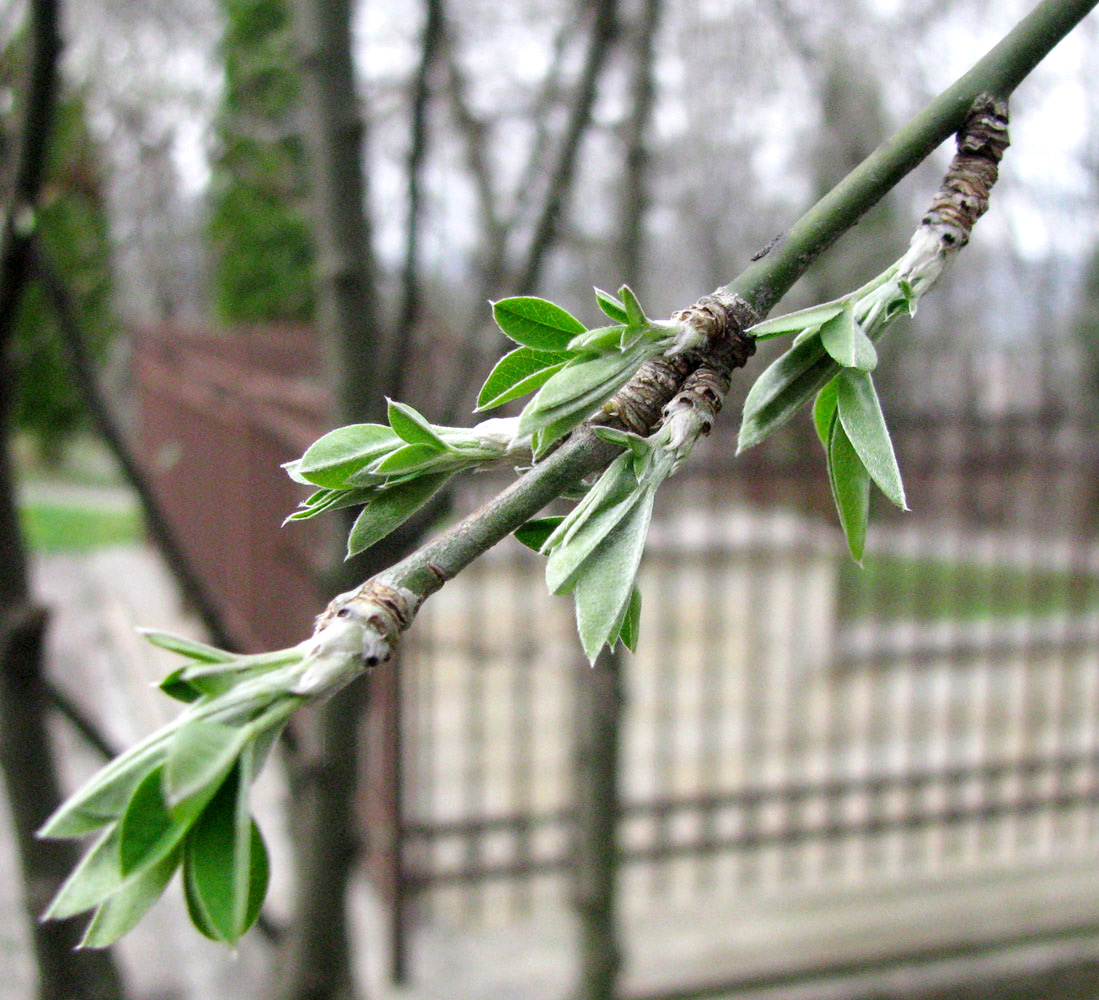 Изображение особи Laburnum anagyroides.