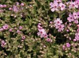 Phlox subulata