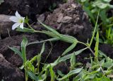 Cerastium bungeanum