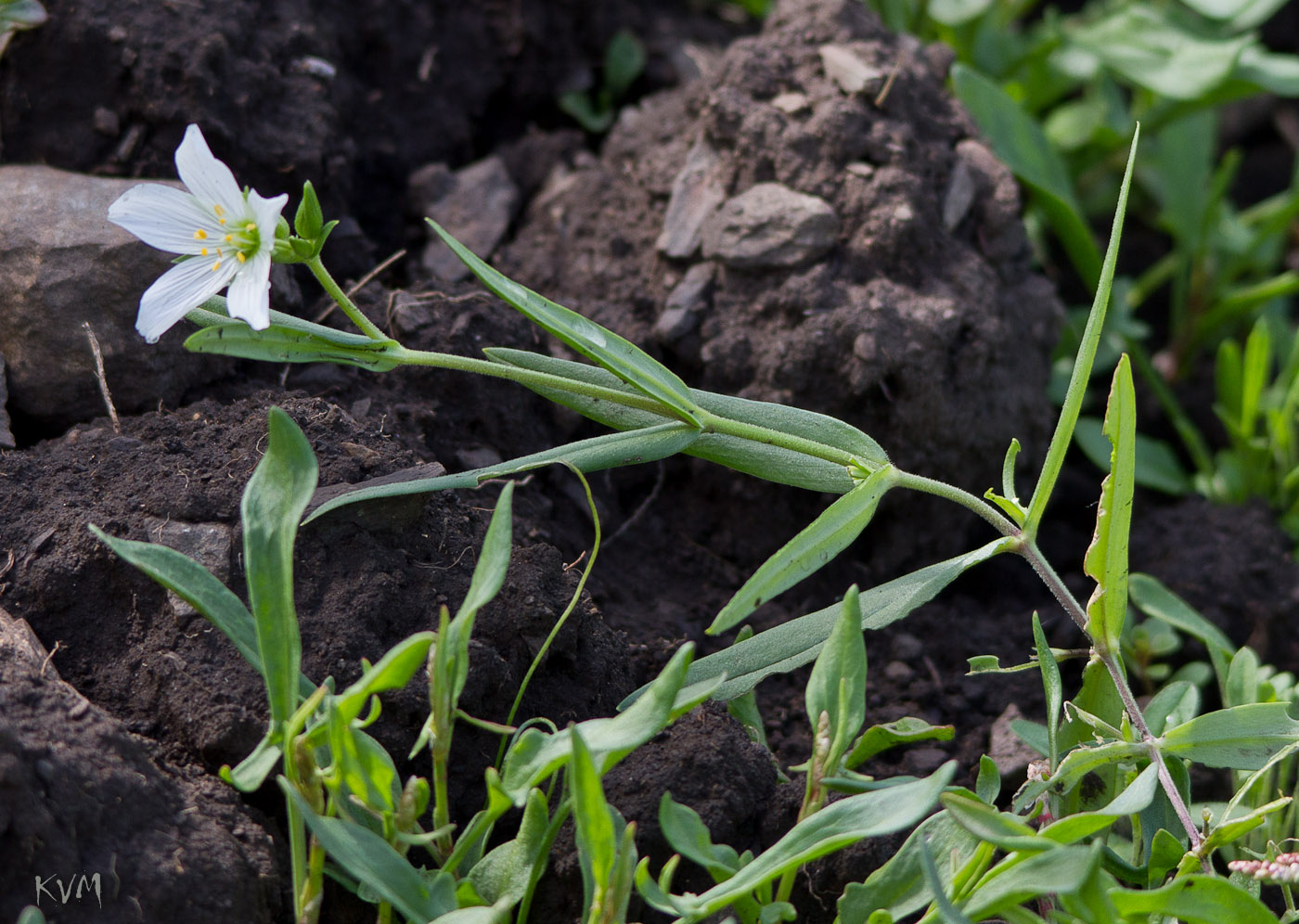 Изображение особи Cerastium bungeanum.