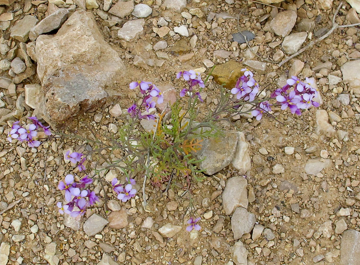 Изображение особи Pseuderucaria clavata.