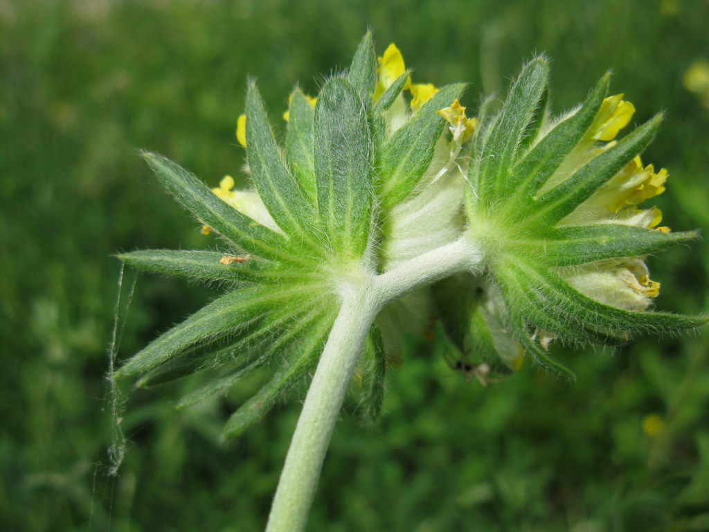 Image of Anthyllis macrocephala specimen.