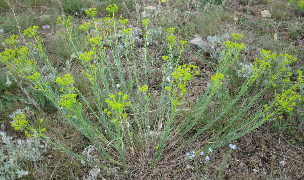 Изображение особи род Euphorbia.