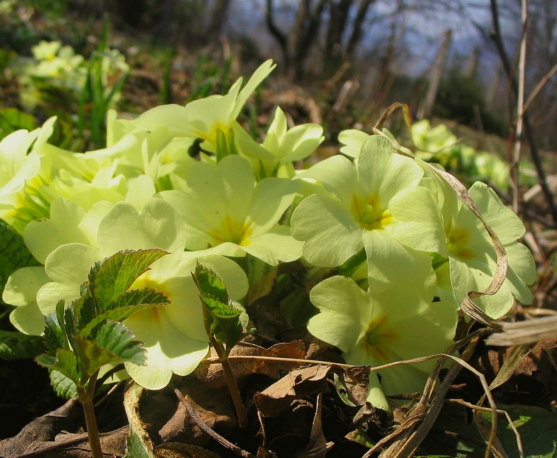 Изображение особи Primula vulgaris.