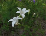 Campanula patula