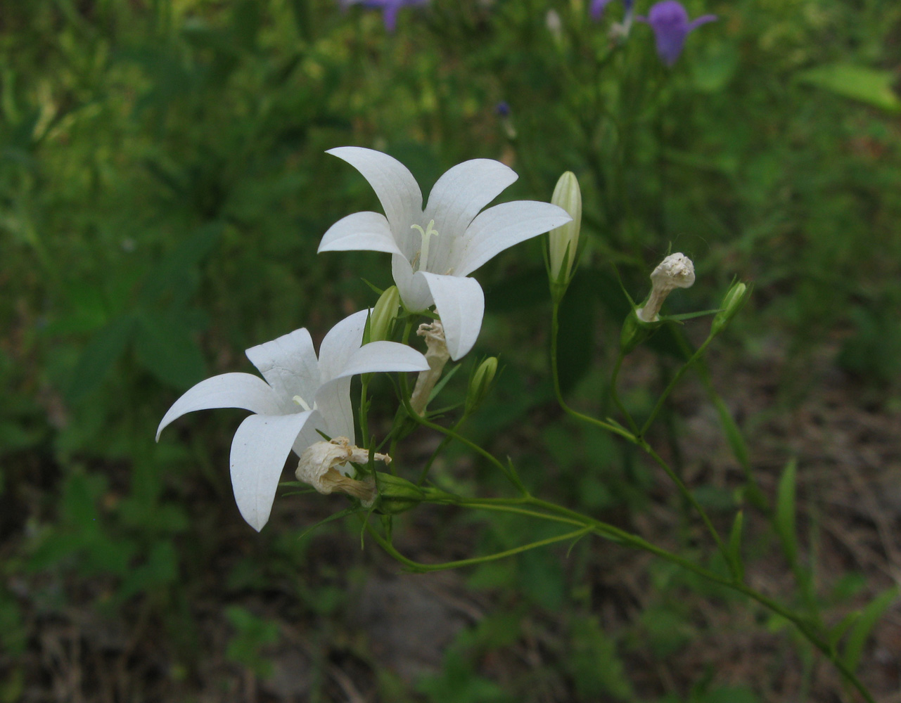 Image of Campanula patula specimen.