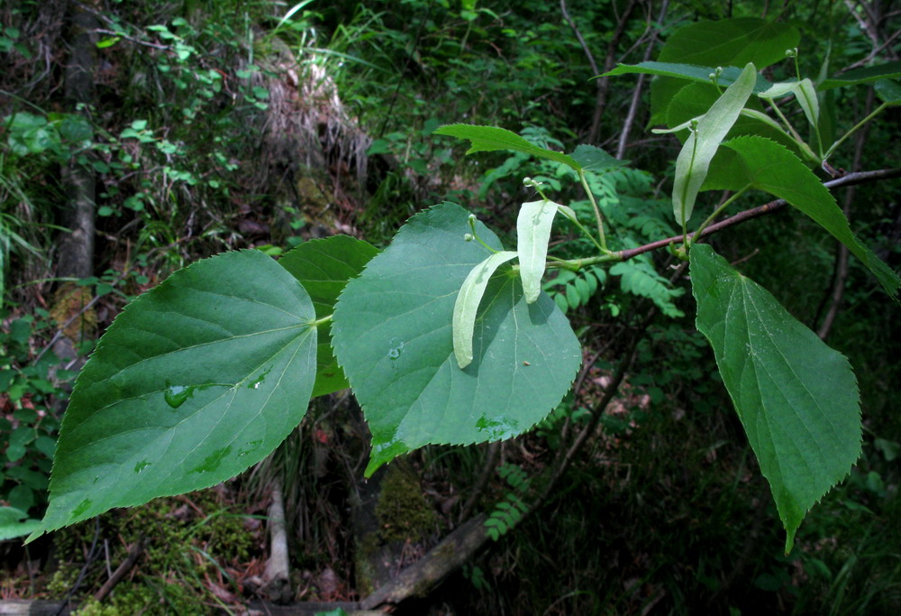 Изображение особи Tilia nasczokinii.