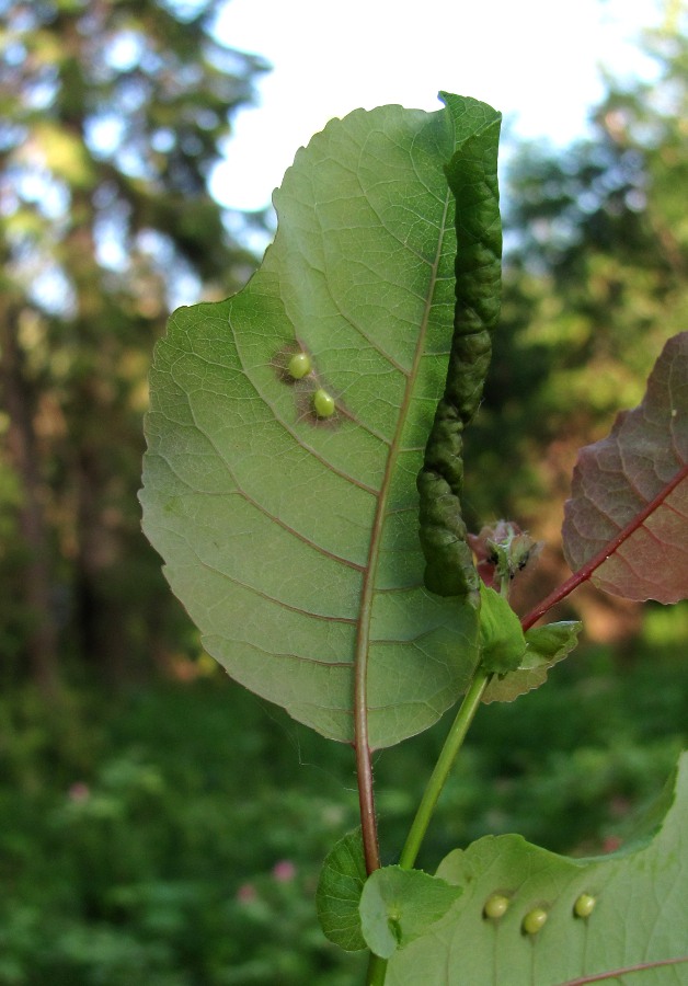 Image of Salix pyrolifolia specimen.