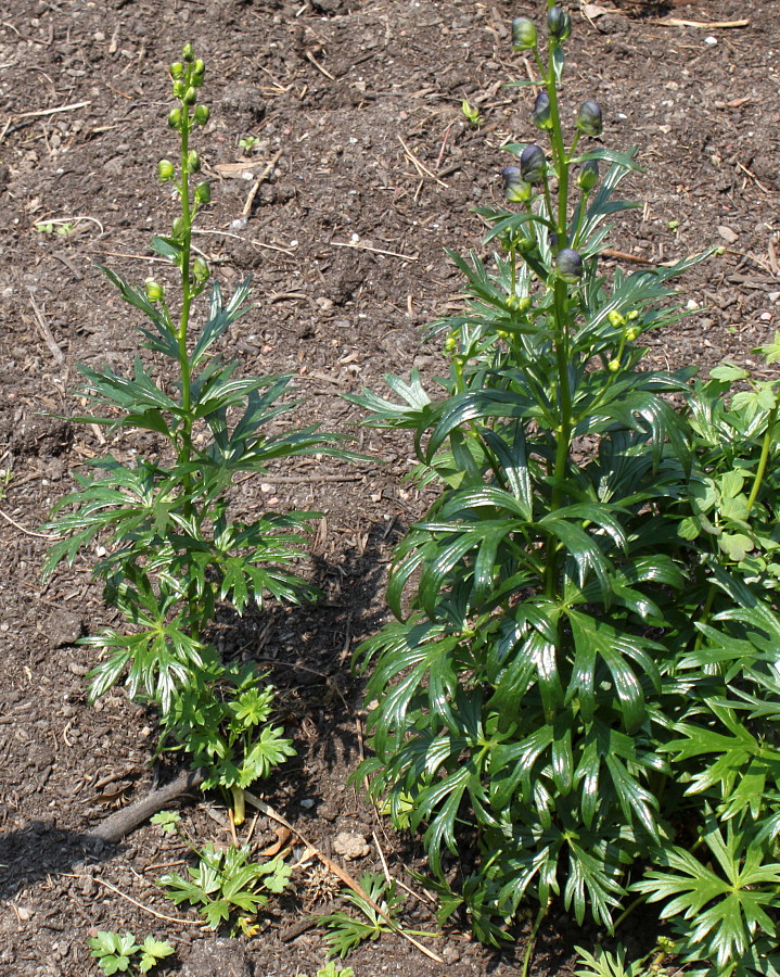 Изображение особи Aconitum &times; stoerkianum.