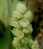 Heuchera cylindrica