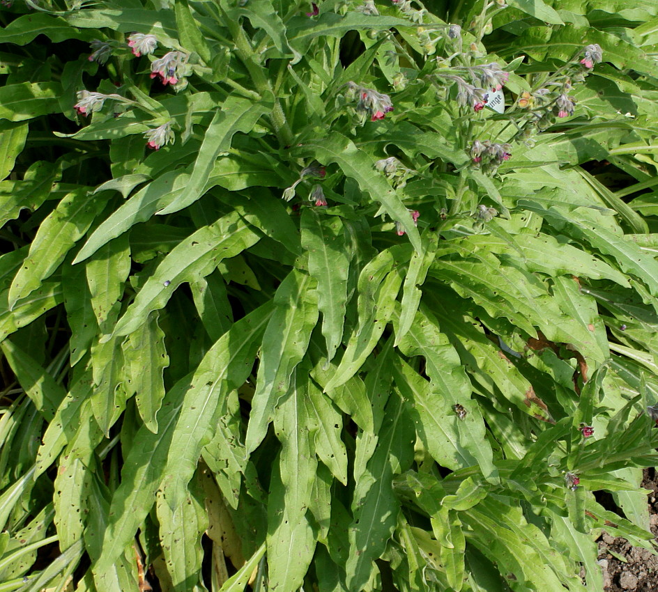 Изображение особи Cynoglossum officinale.