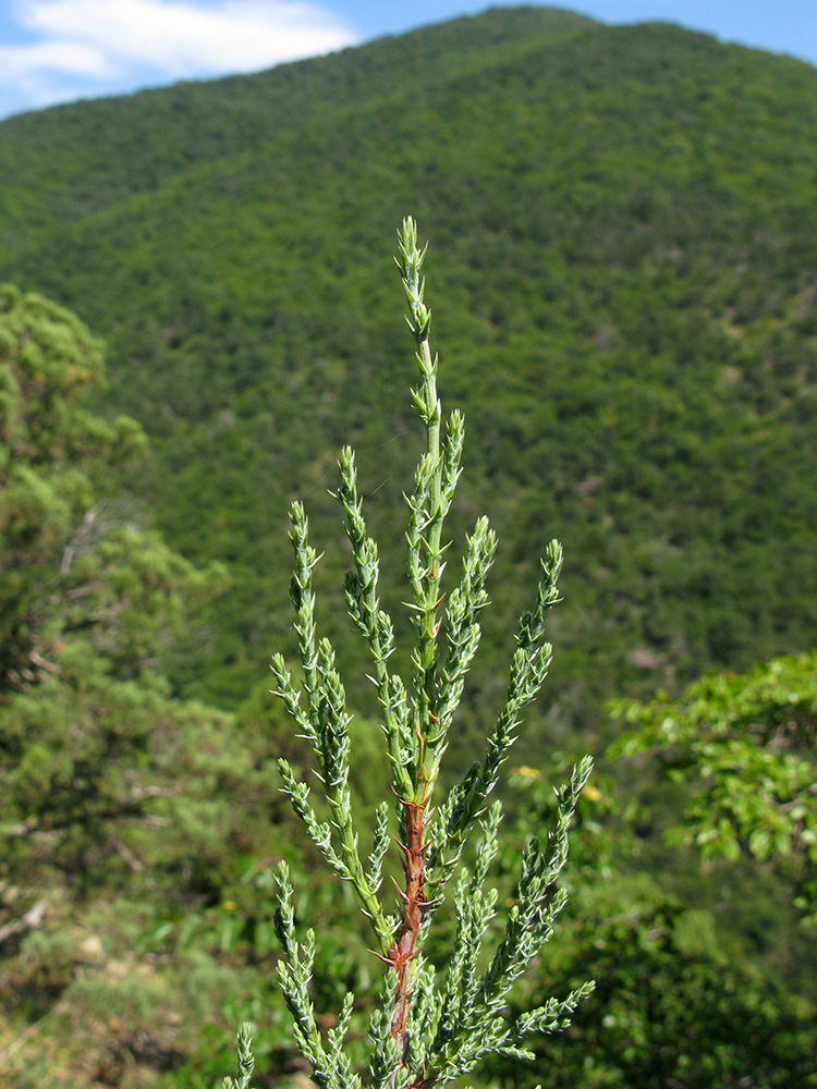 Изображение особи Juniperus foetidissima.